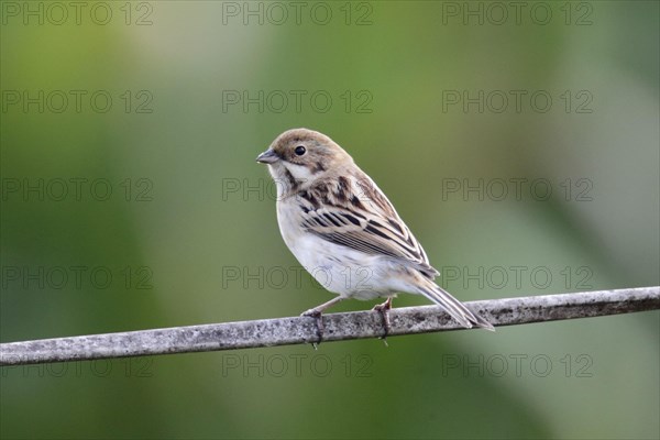 Pallas's Reed Bunting