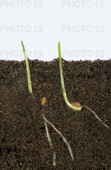 Wheat seeds germinating in a glass-sided container and showing root and air development