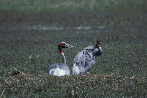 Sarus CRane