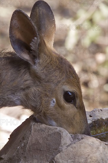 Bushbuck