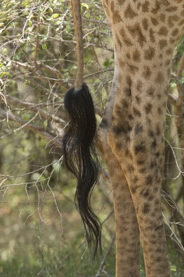 Cape Giraffe