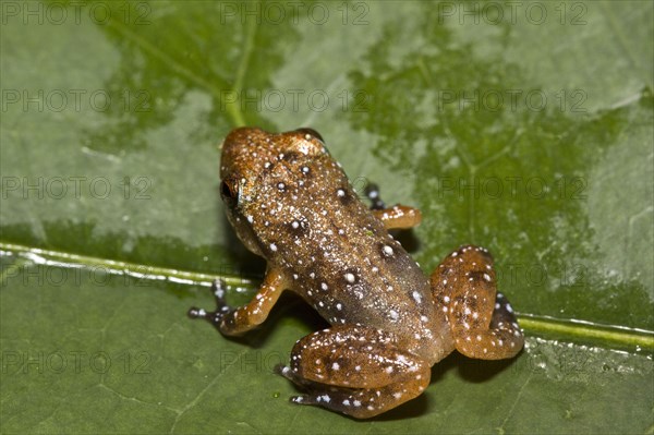 Engmaul frog
