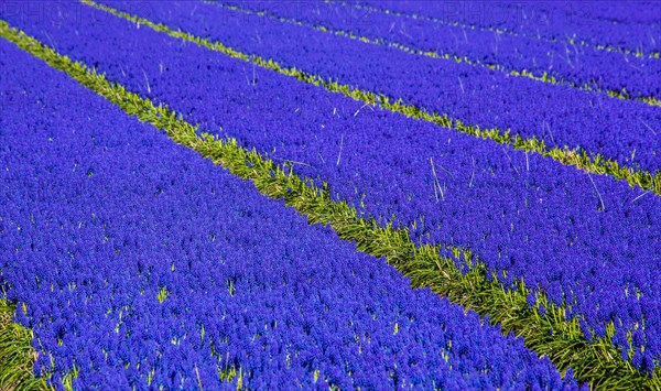 Fields of grape hyacinths in bloom