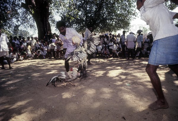 Cock Fighting near Madurai