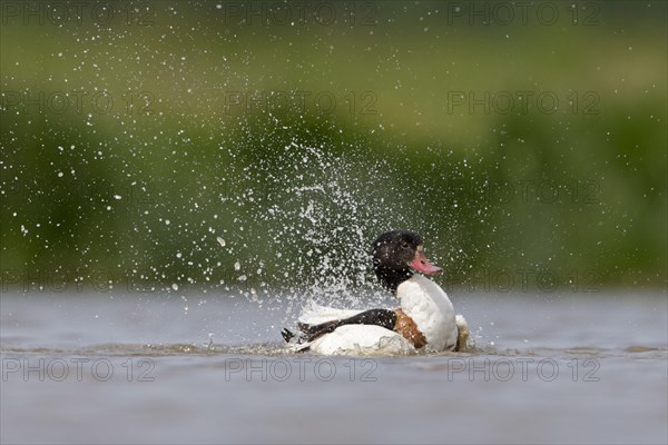Common shelducks