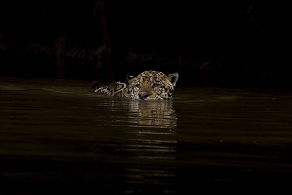 Parana jaguar