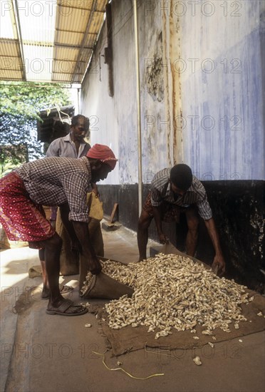 Dry ginger in a spice shop at Mattancherry