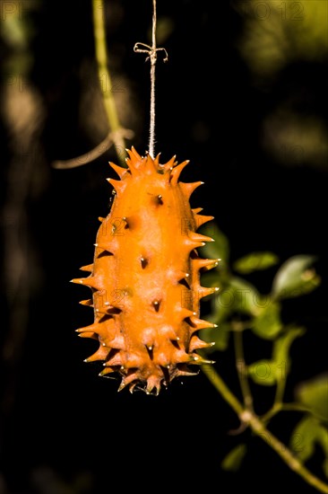Balsam cucumber
