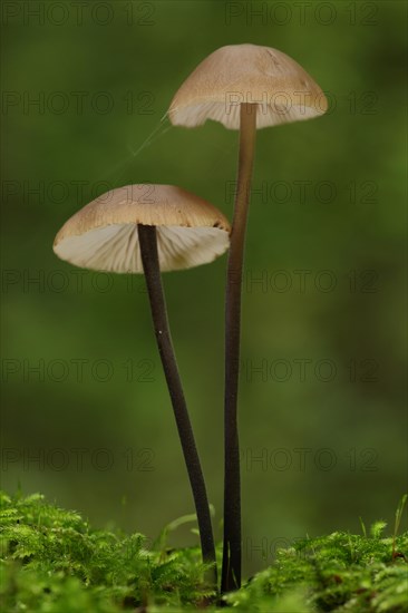 Two long-stalked garlic swallows