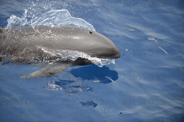 Broad-beaked dolphin