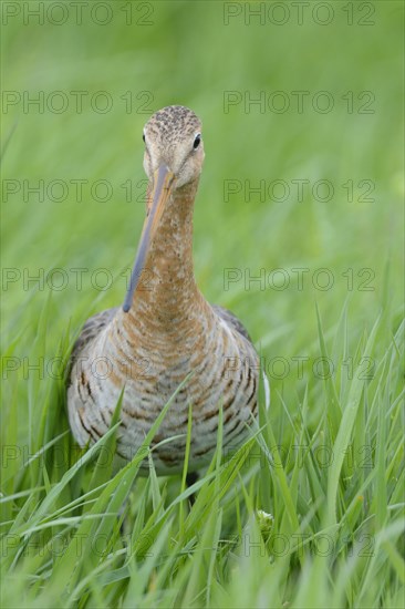 Black-tailed godwit