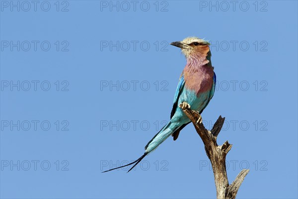 Lilac breasted roller
