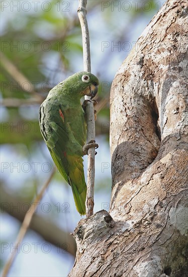 Mealy southern mealy amazon