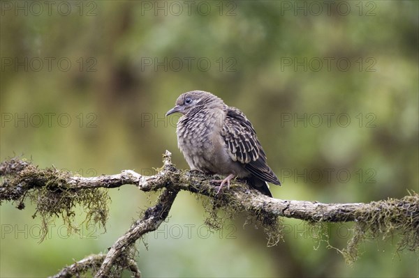 Galapagos dove