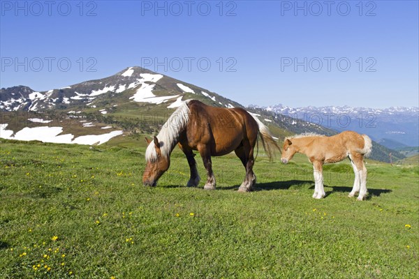 Comtois horse