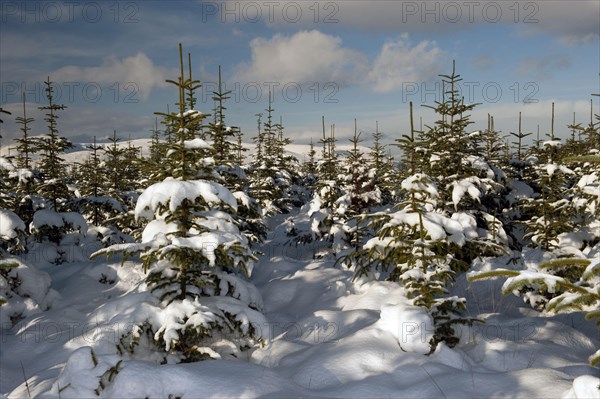 Christmas tree plantation in the snow