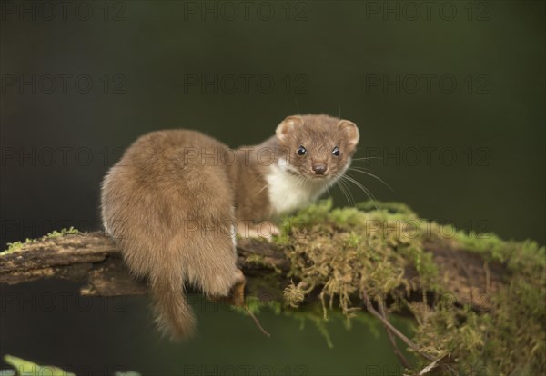 Weasel