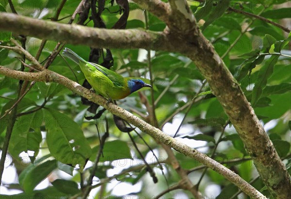 Blue-masked Leafbird