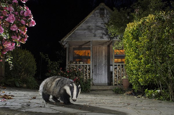 Eurasian Badger