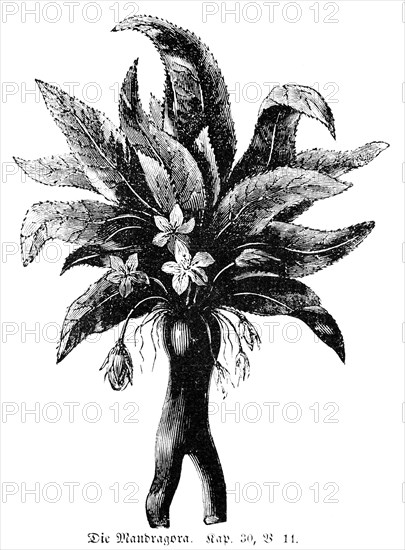 Mandragora