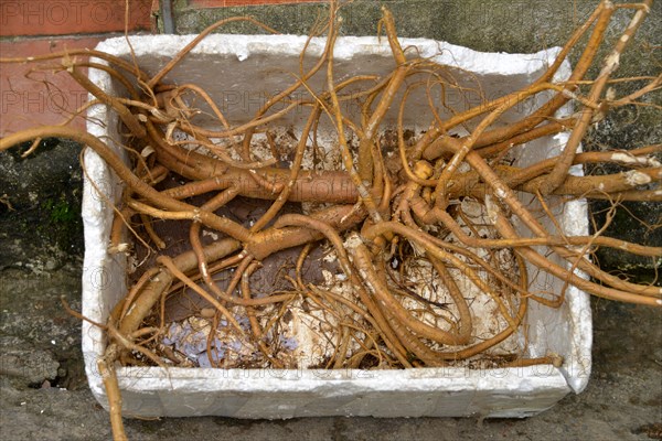 Ginseng