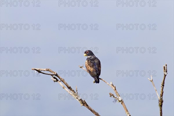 Bronze-winged parrot