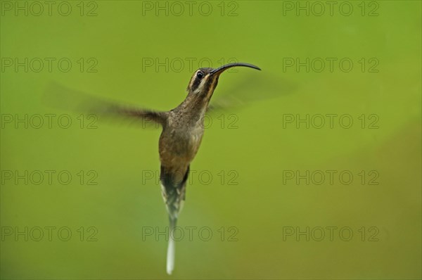Long-billed Hermit