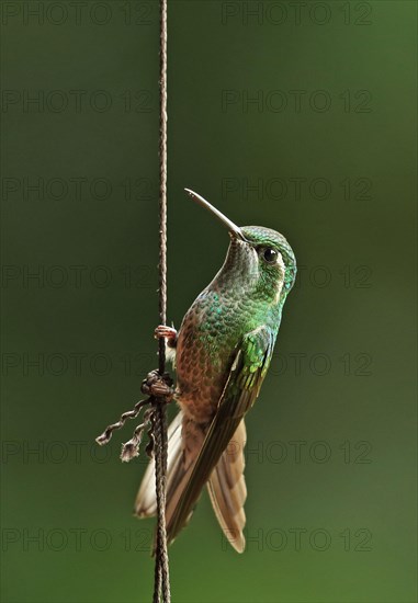 Green-breasted Mountain-gem