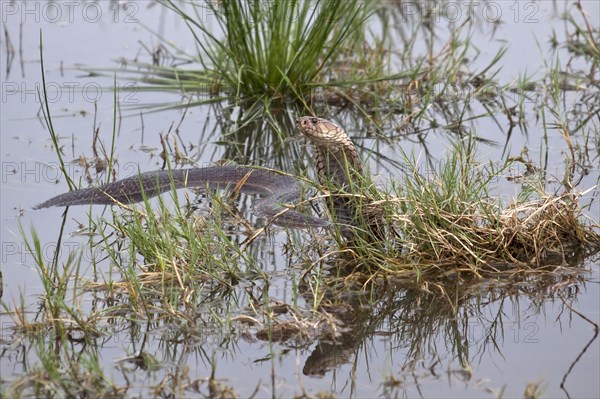 Mozambique Spitting Cobra