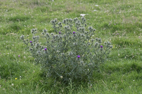 Flowering spear thistle