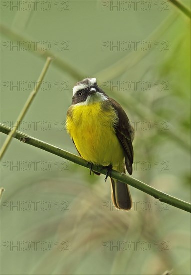 Social Flycatcher