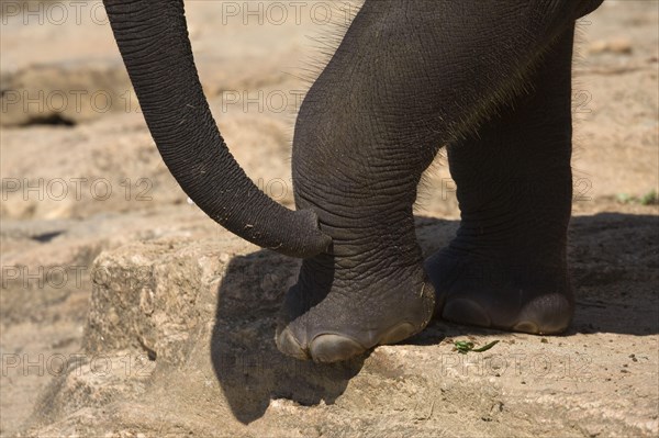 Asian elephant