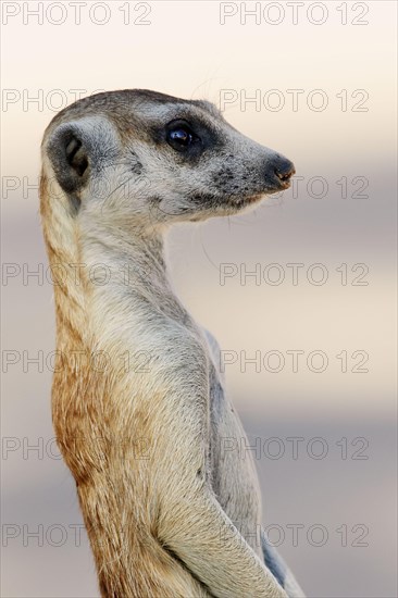 Meerkat