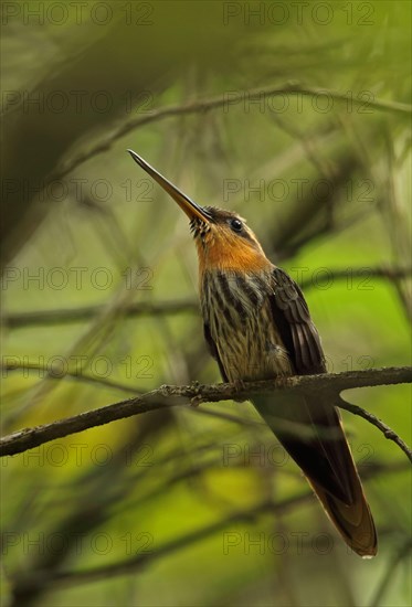 Saw-billed Hummingbird