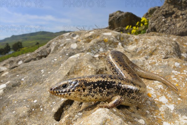 Ocellated skink