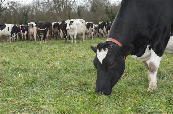 Domestic cattle
