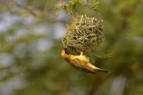 Southern masked weaver