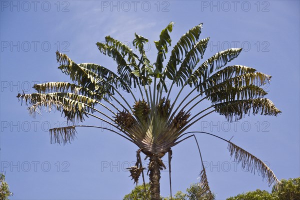 Tree of the travellers
