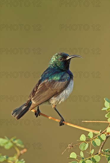 White-bellied Sunbird