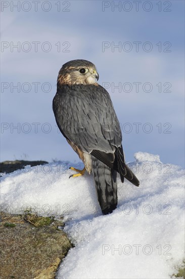 Merlin