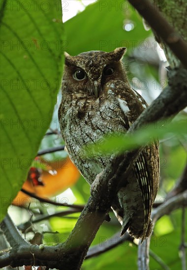 Adult Guatemalan screech owl