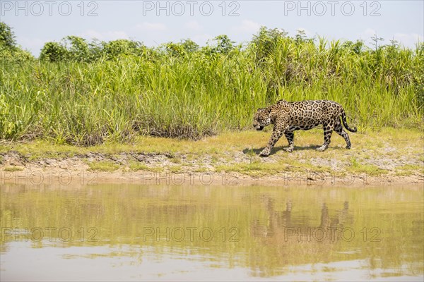 Parana jaguar