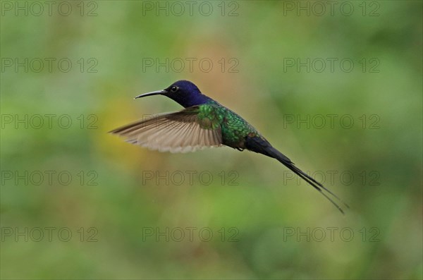 Swallowtail Hummingbird