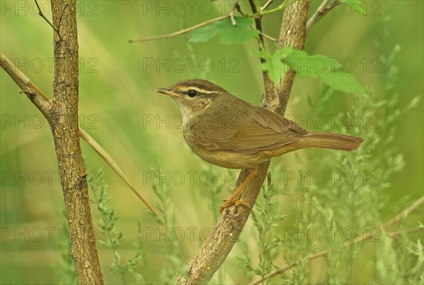 Radde's warbler