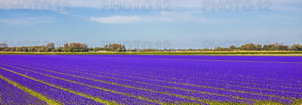 Fields of grape hyacinths in bloom