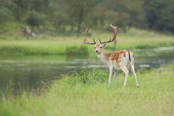 Male fallow deer
