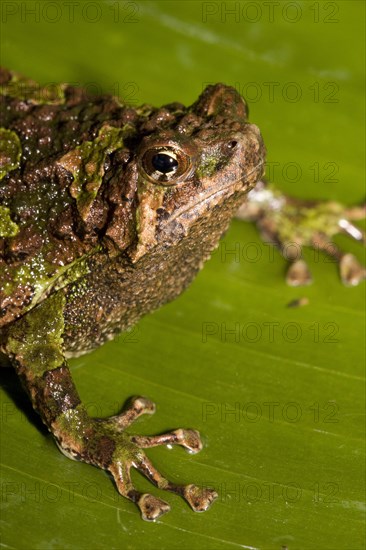 Marbled Burrowing Frog
