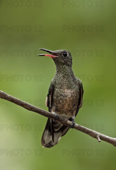 Scaly-breasted Hummingbird