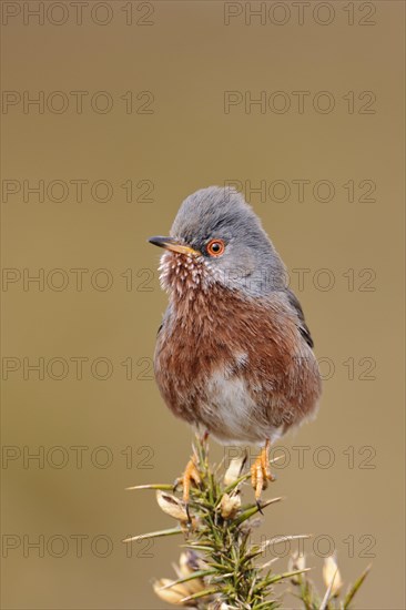 Provence Warbler