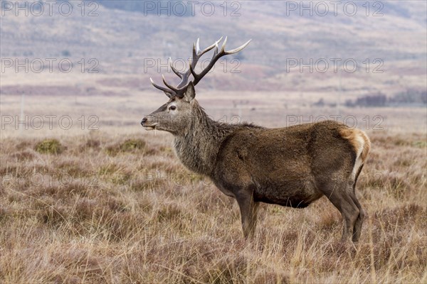 Red Deer